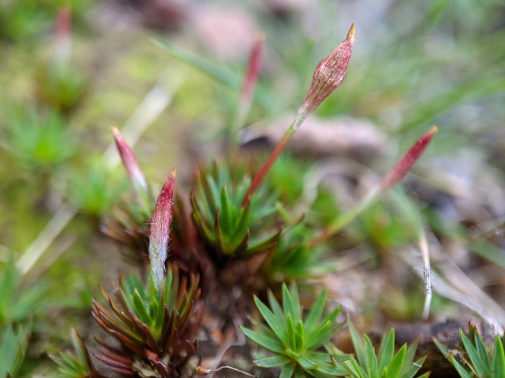 Dawsonia longiseta (hero image)