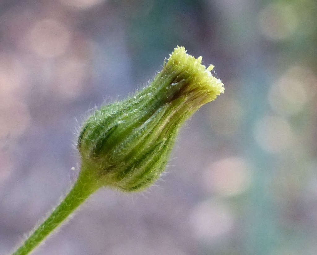 Erigeron sumatrensis (hero image)