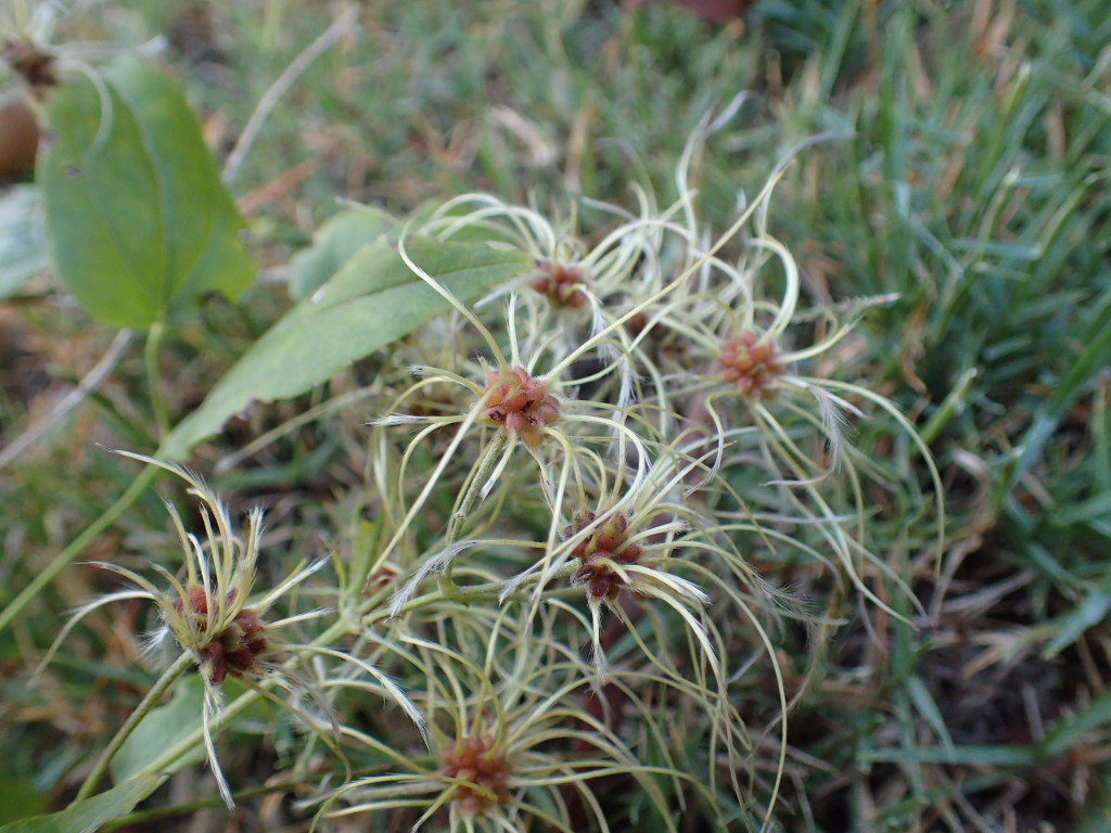 Clematis vitalba (hero image)