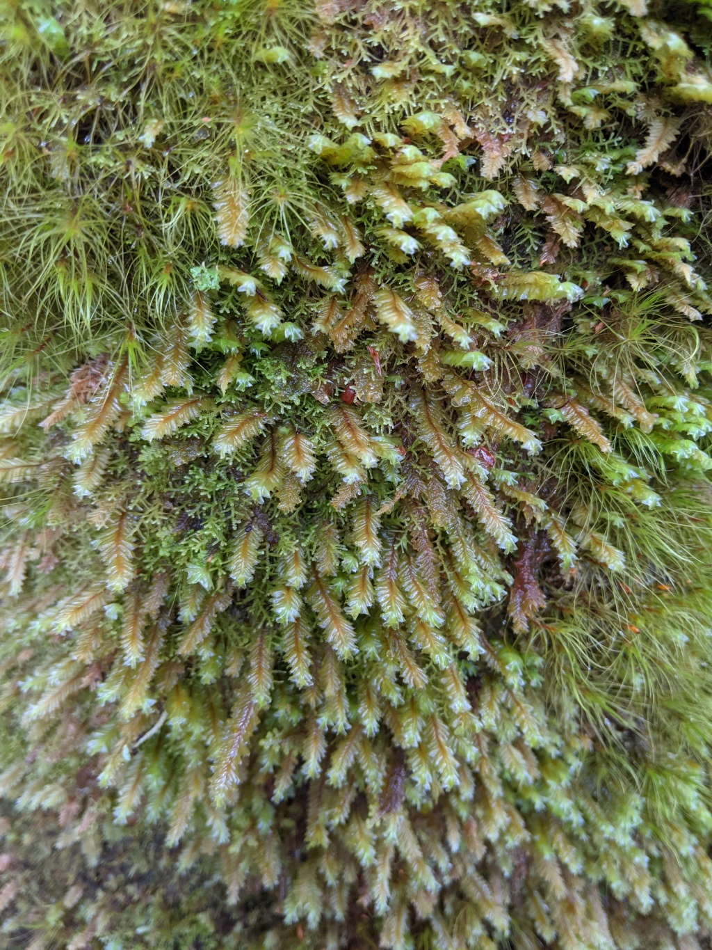 Plagiochilaceae (hero image)