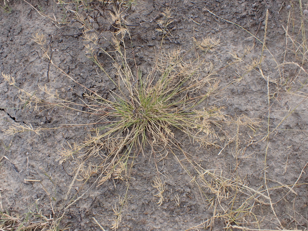 Eragrostis dielsii (hero image)