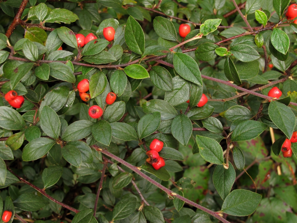 Cotoneaster (hero image)