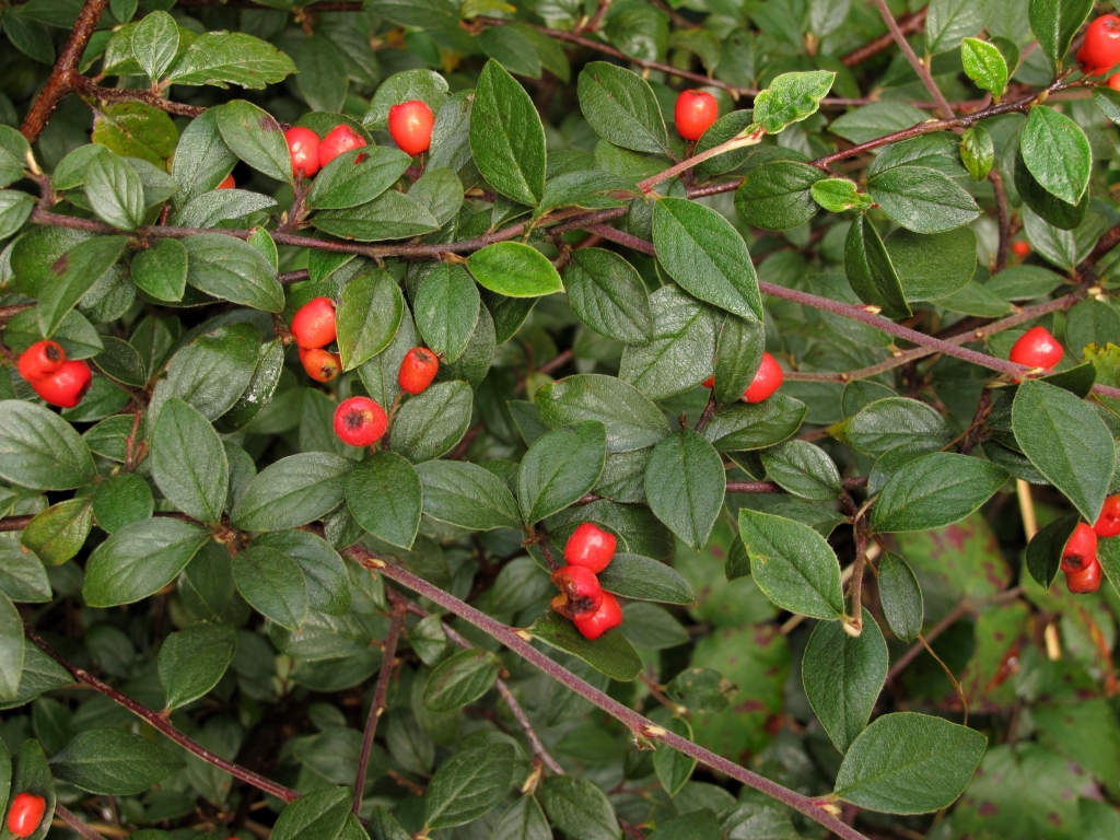 Cotoneaster franchetii (hero image)
