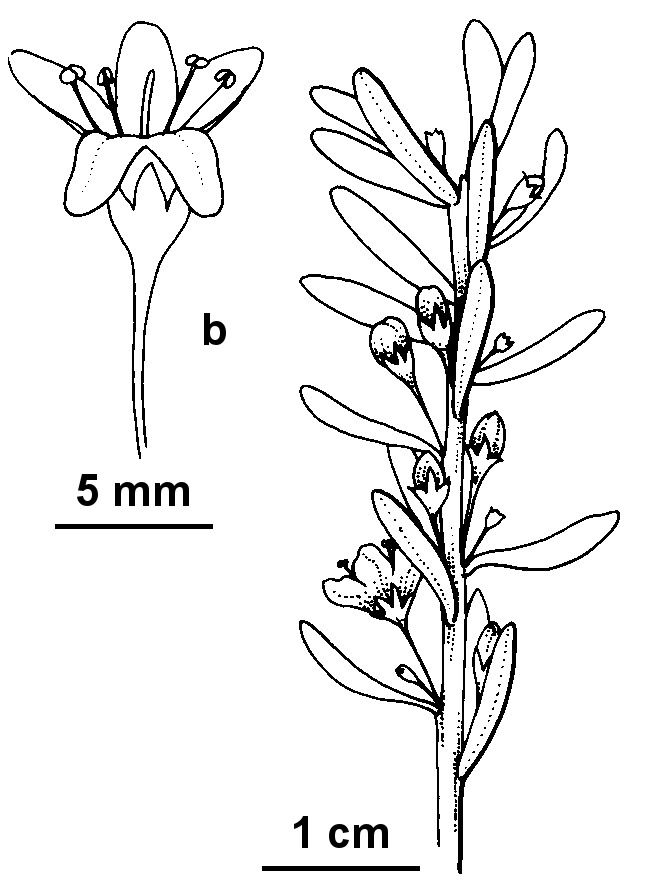 Myoporum brevipes (hero image)