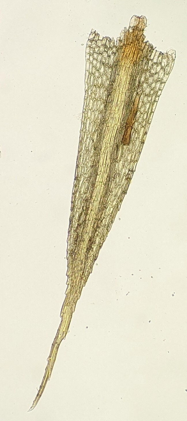 Conostomum pusillum (hero image)