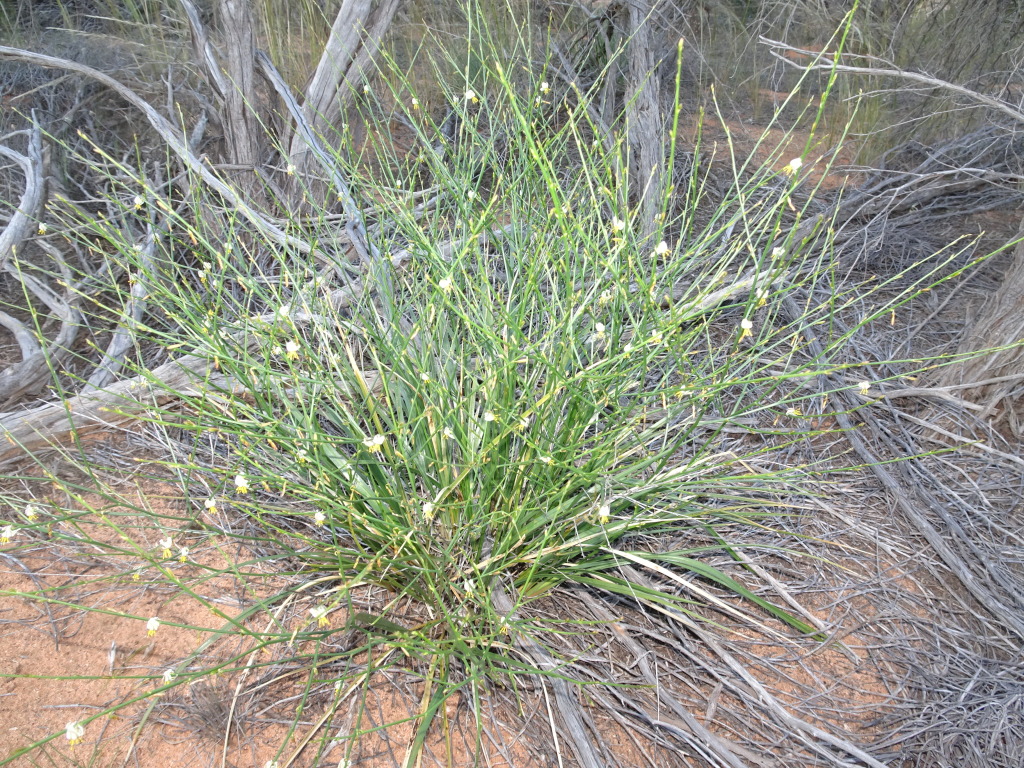 Corynotheca licrota (hero image)