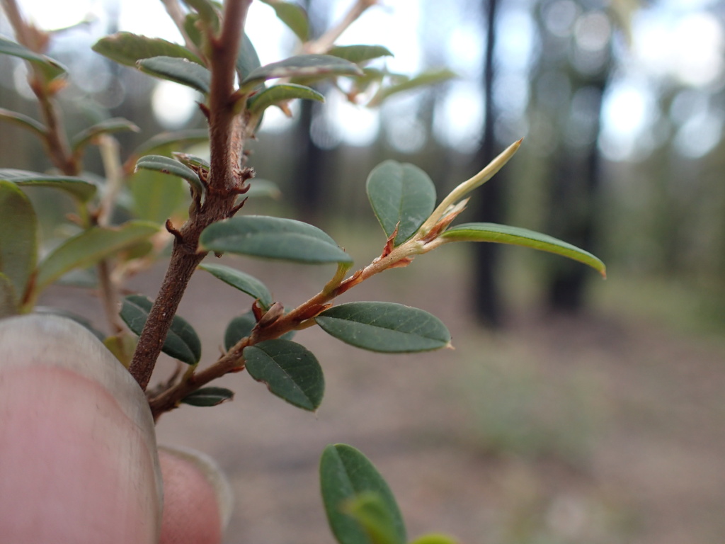 Pomaderris andromedifolia (hero image)