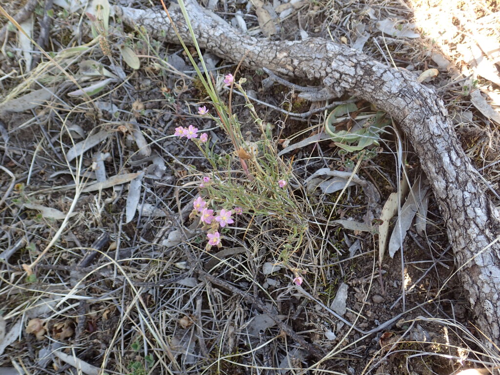 Spergularia brevifolia (hero image)