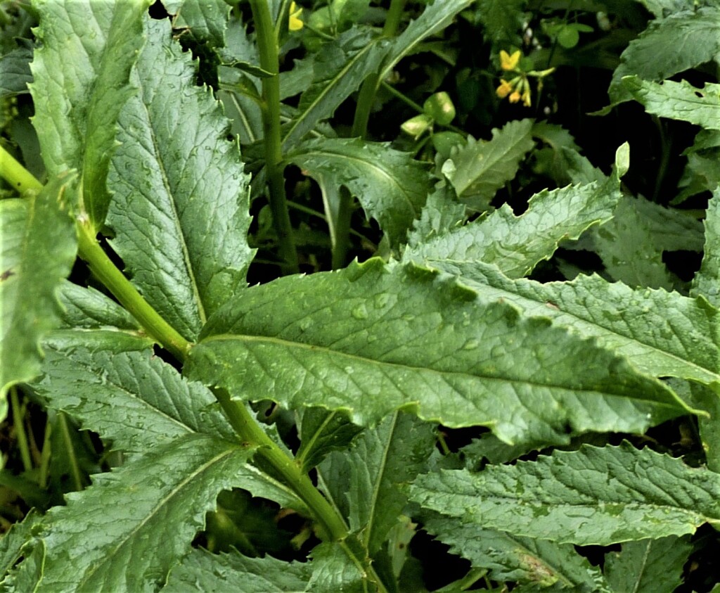 Senecio linearifolius var. latifolius (hero image)
