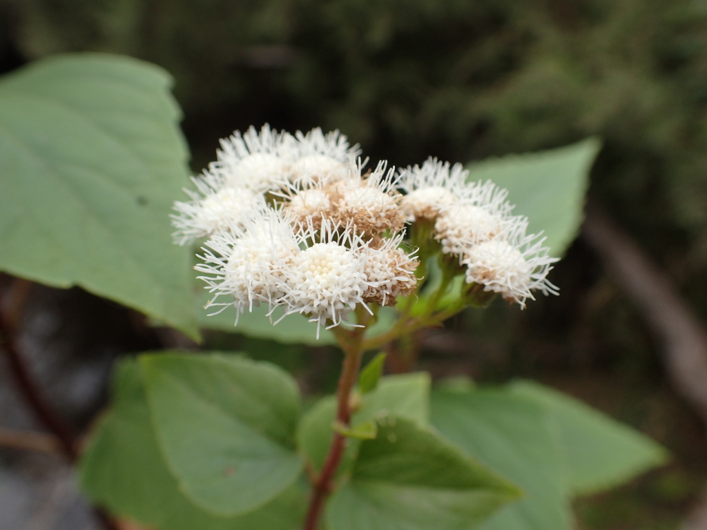 Ageratina (hero image)