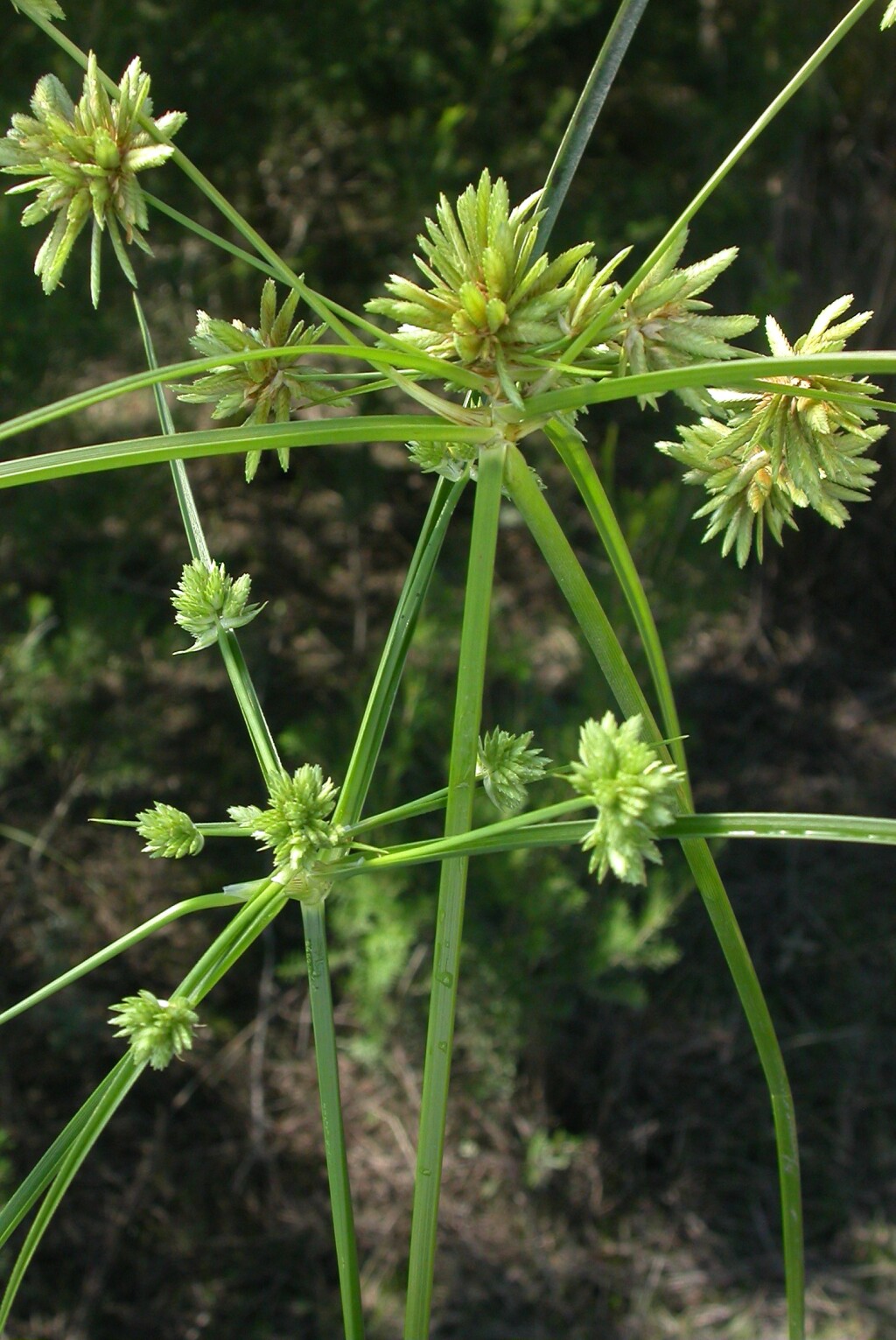 Cyperus eragrostis (hero image)