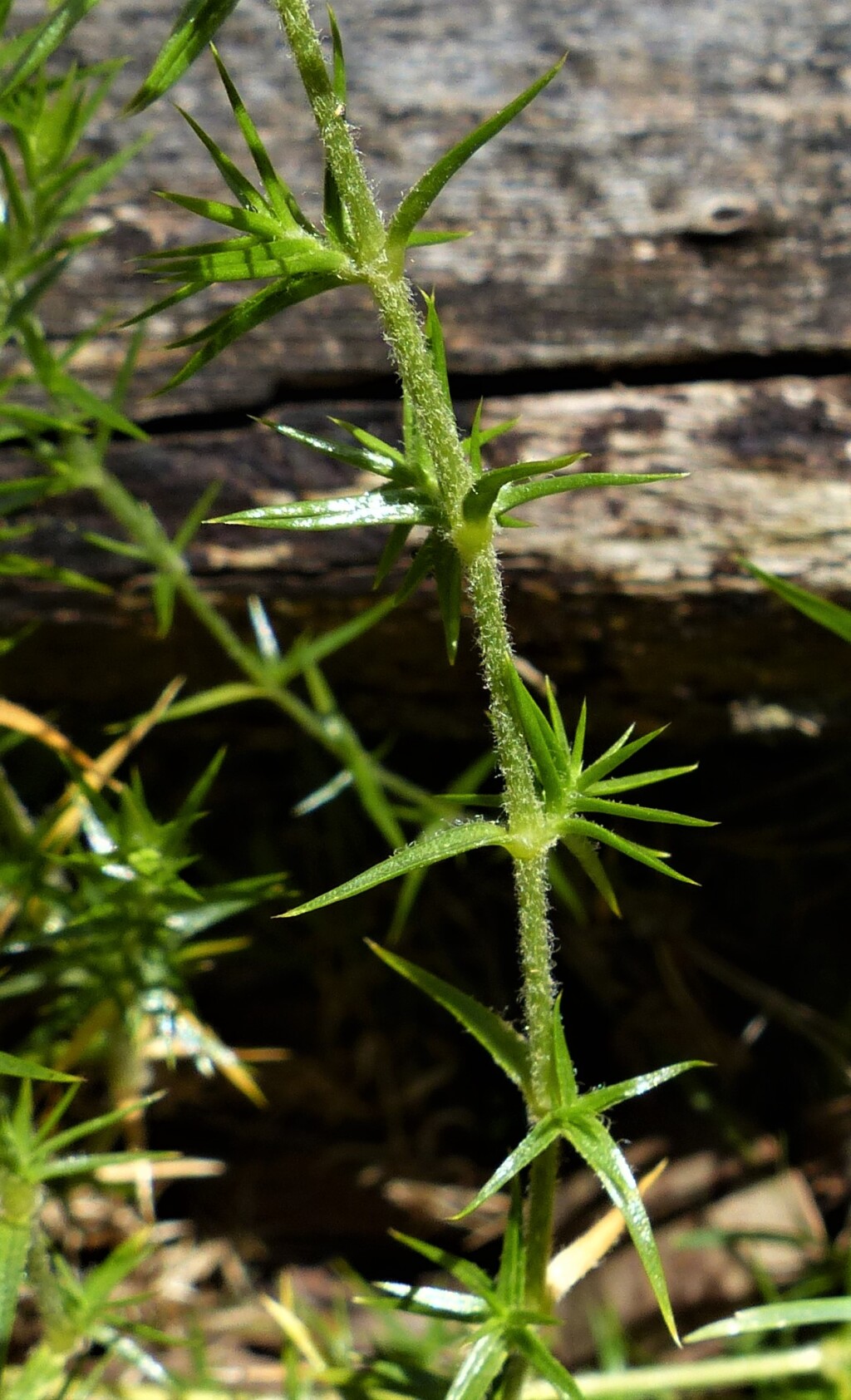 Stellaria pungens (hero image)