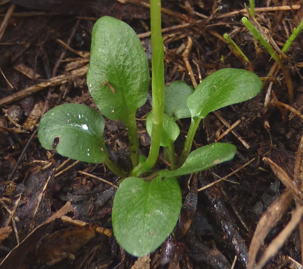 Pterostylis pedunculata (hero image)