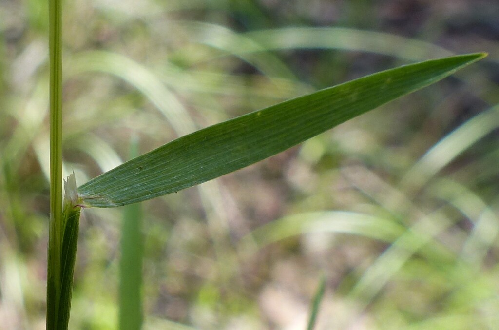 Anthoxanthum aristatum (hero image)