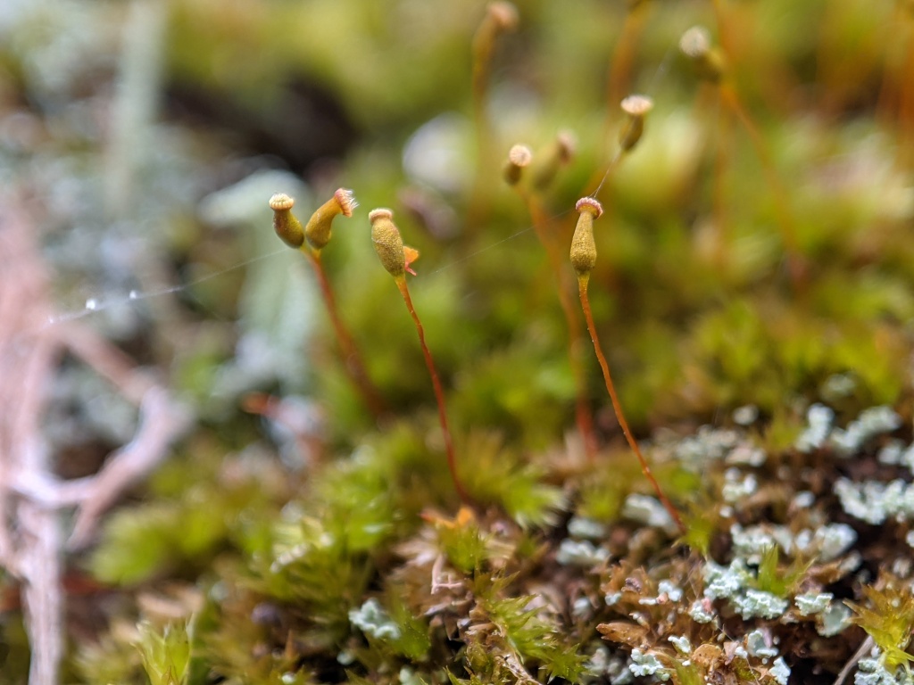 Sematophyllum homomallum (hero image)