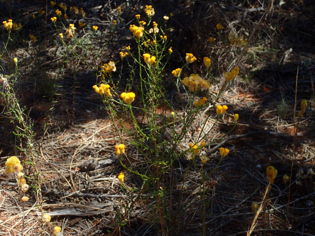 Chrysocephalum semipapposum subsp. brevifolium (hero image)