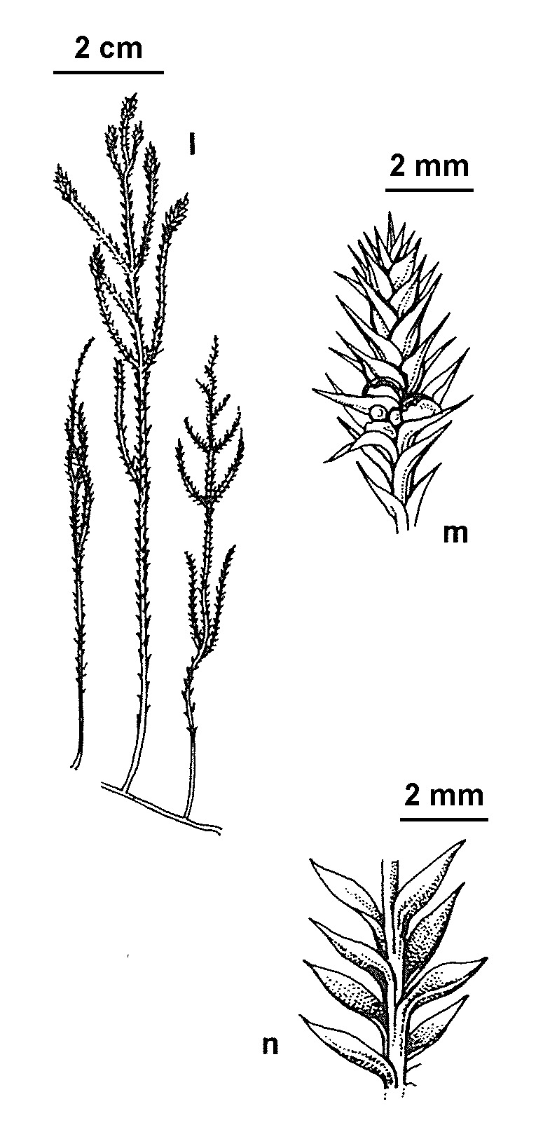 Selaginella uliginosa (hero image)