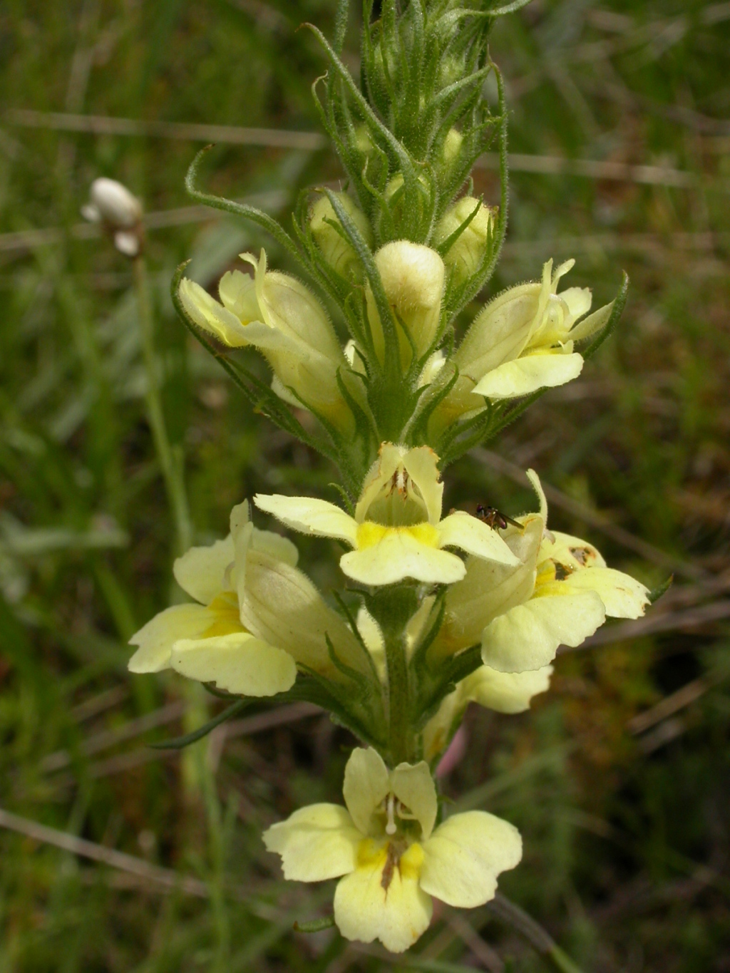 Euphrasia scabra (hero image)