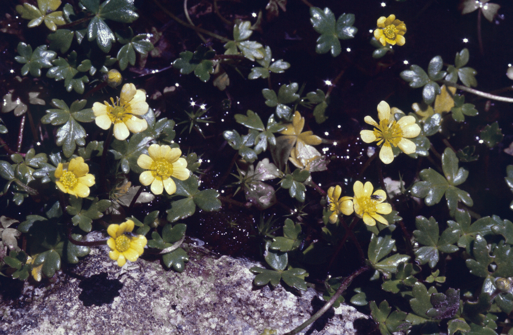 Ranunculus collinus (hero image)