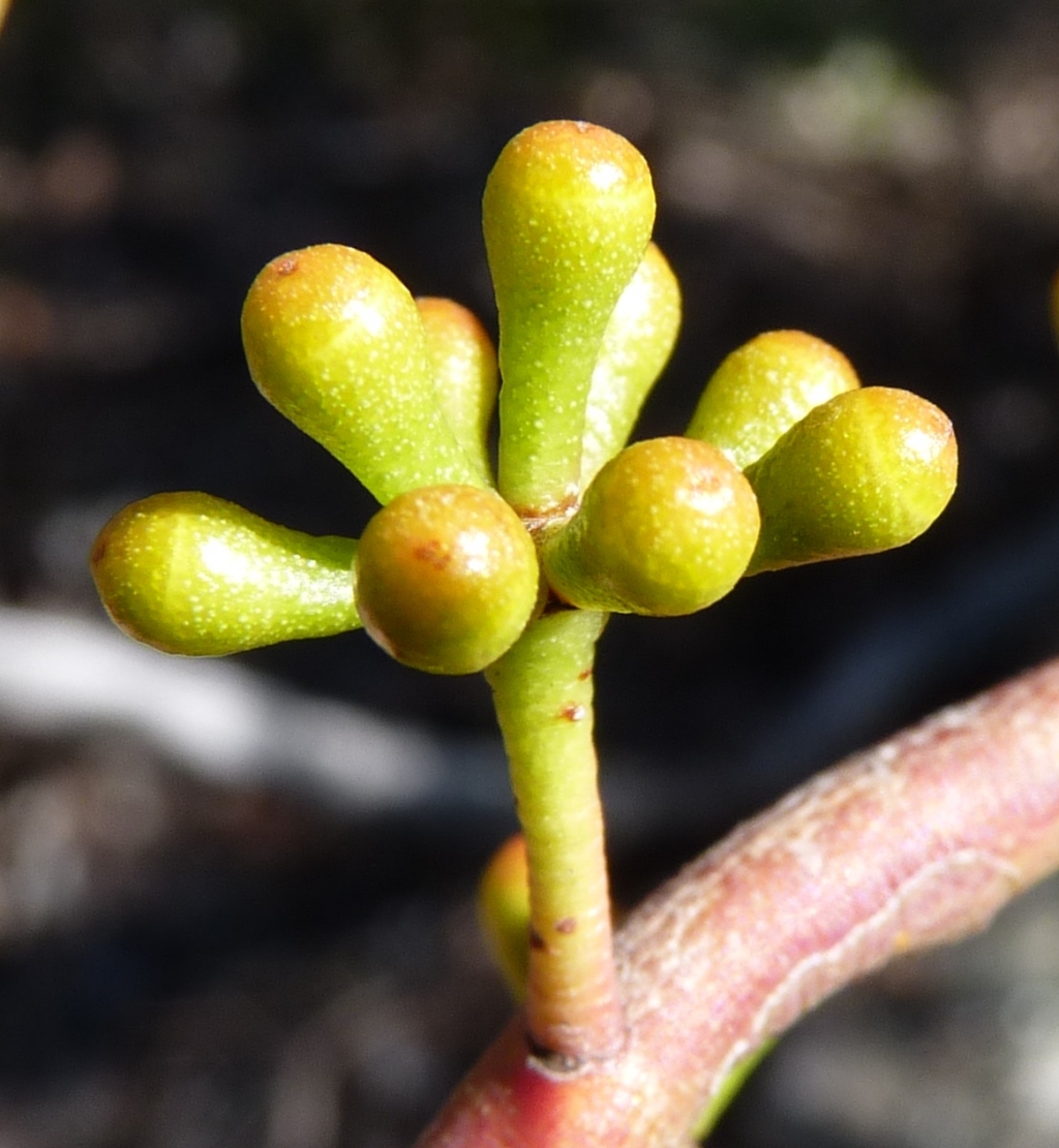 Eucalyptus dives (hero image)