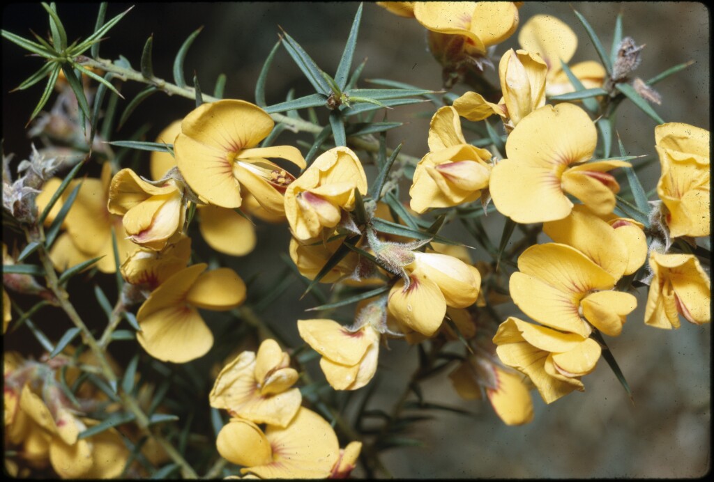 Pultenaea juniperina (hero image)