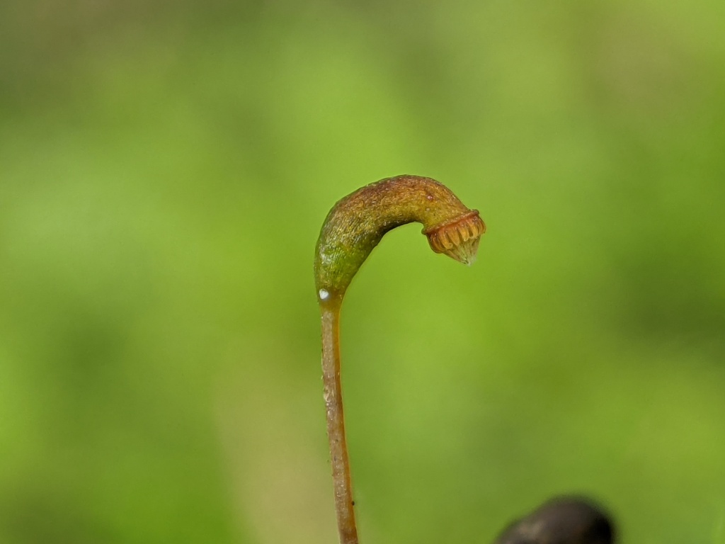 Leptodictyum (hero image)