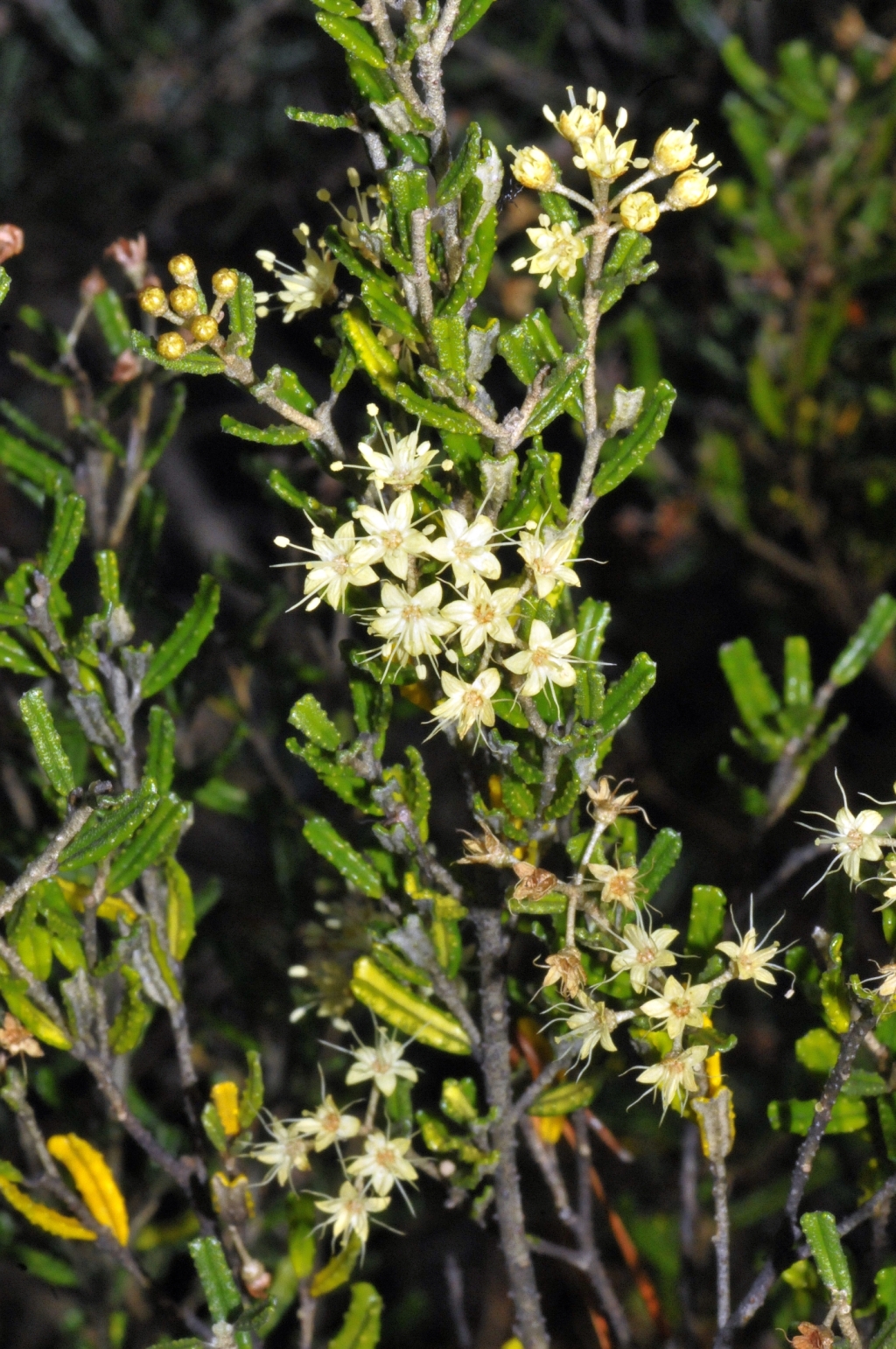 Phebalium glandulosum subsp. riparium (hero image)