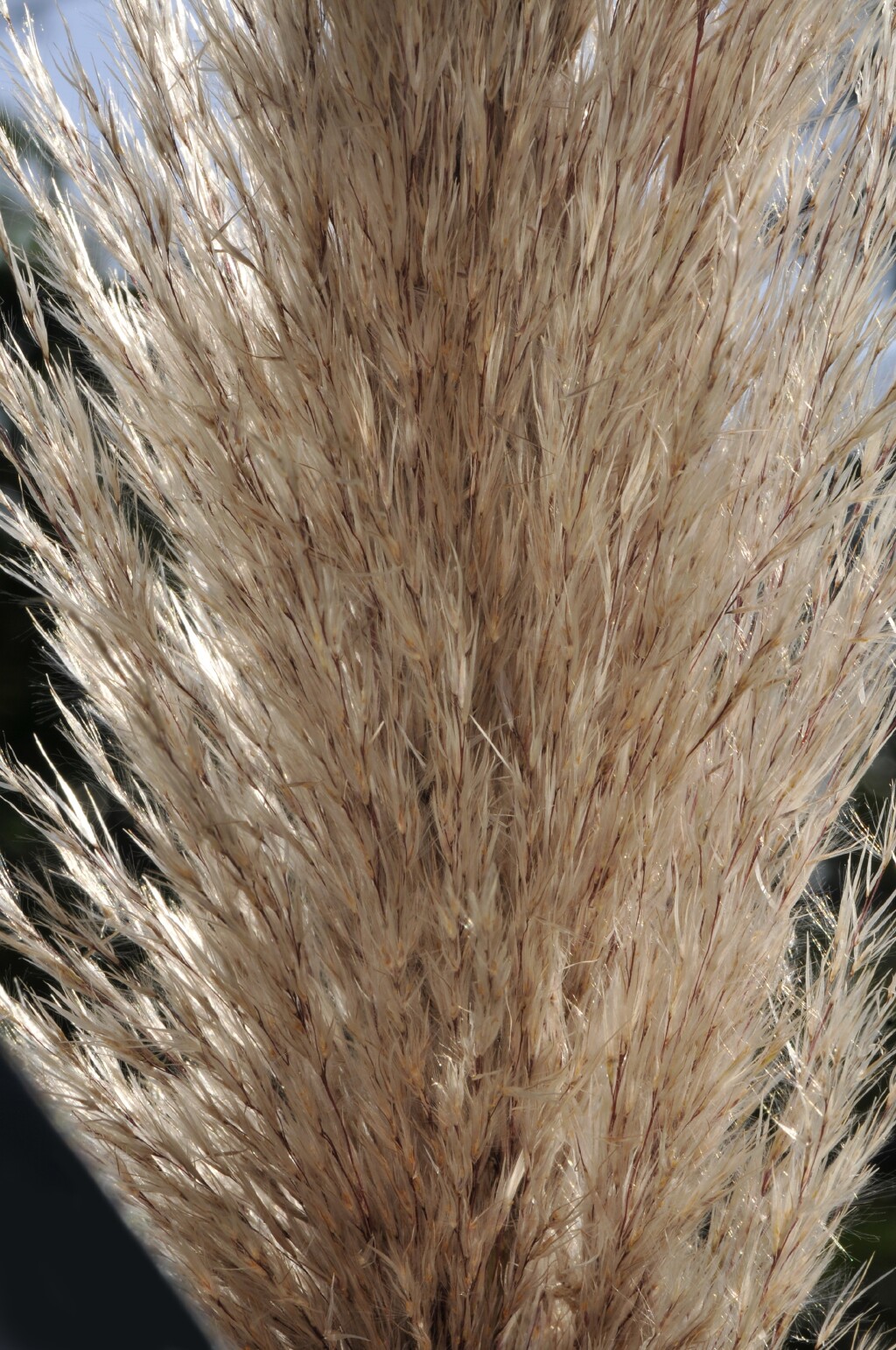 Cortaderia selloana subsp. jubata (hero image)