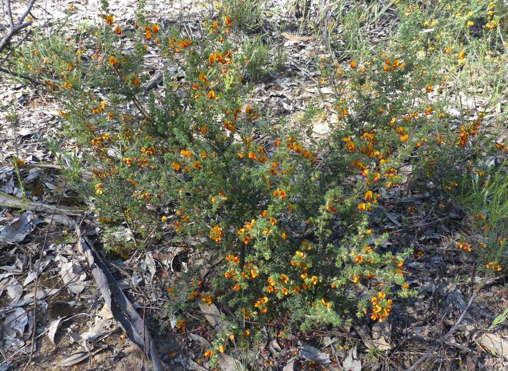 Pultenaea foliolosa (hero image)