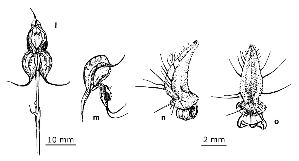 Pterostylis basaltica (hero image)