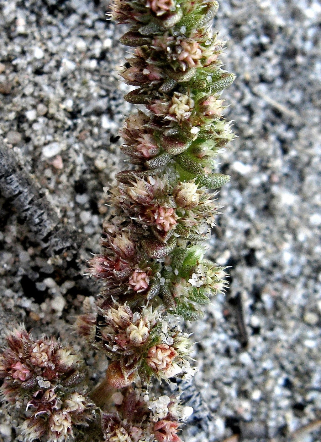 Crassula colorata var. acuminata (hero image)