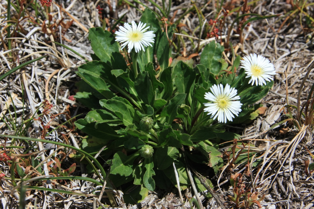 Pappochroma nitidum (hero image)