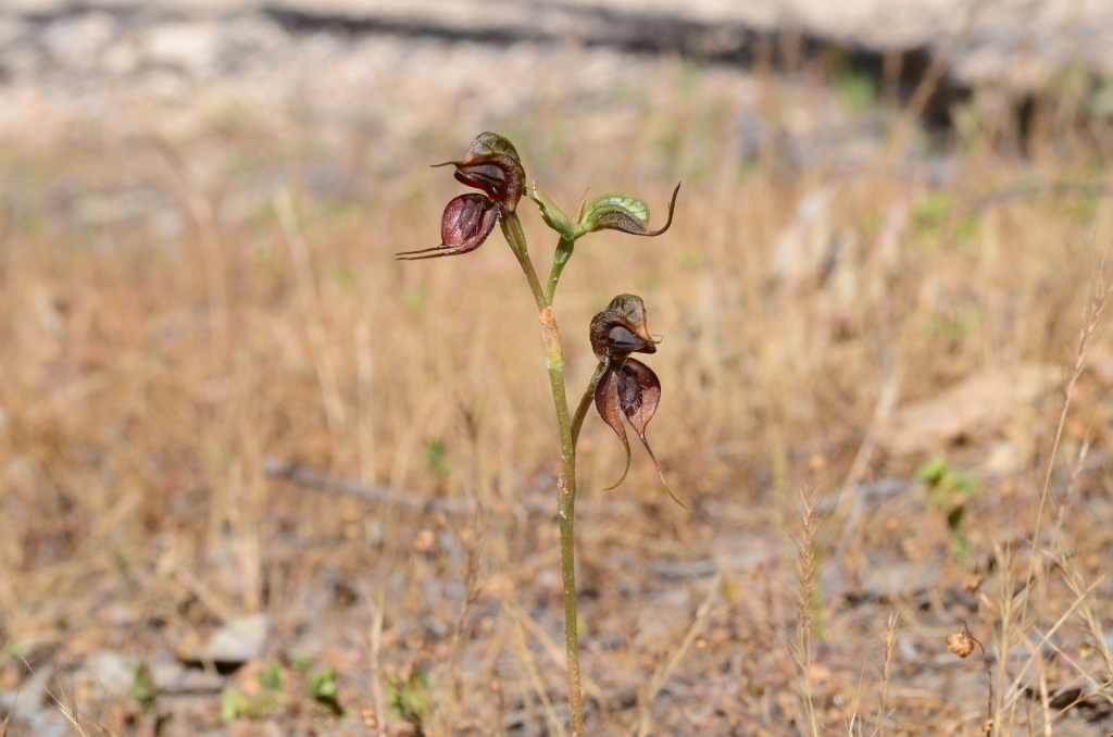 Pterostylis cheraphila (hero image)