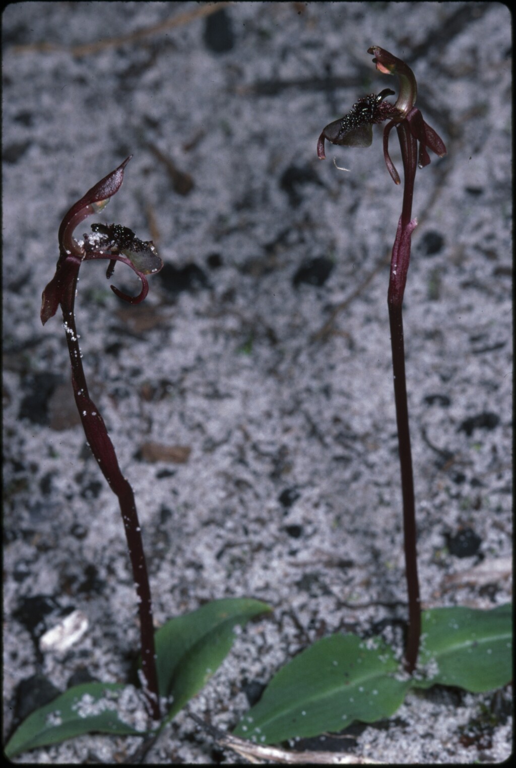 Chiloglottis curviclavia (hero image)