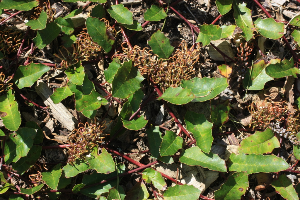 Grevillea repens (hero image)