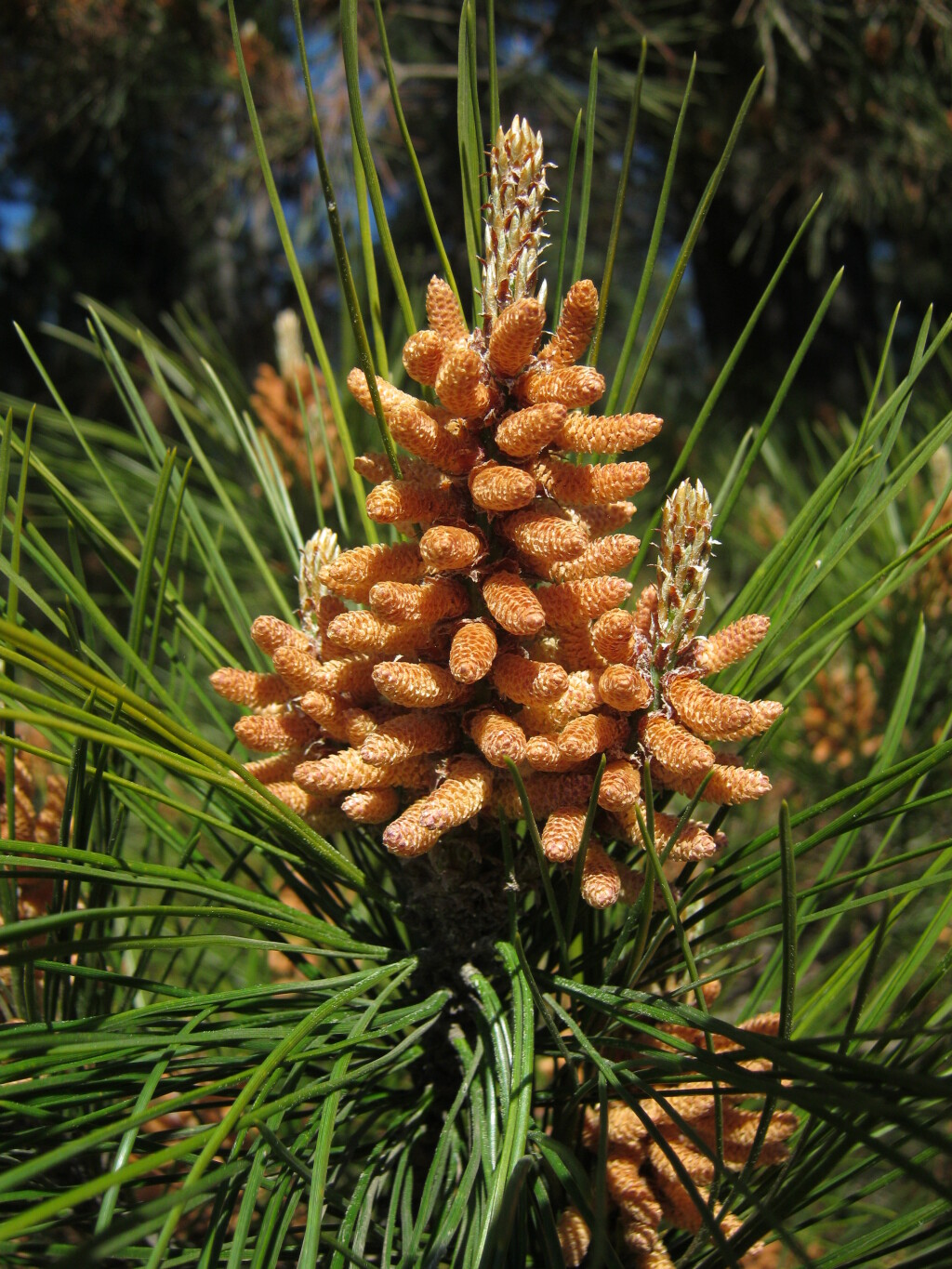 Pinus radiata (hero image)