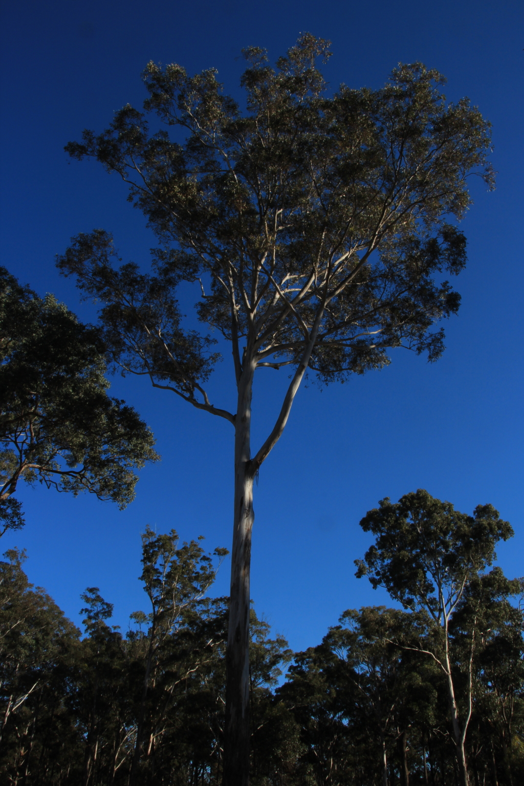 Eucalyptus bosistoana (hero image)