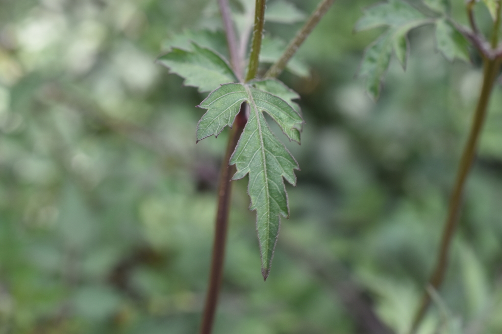 Bidens pilosa var. pilosa (hero image)
