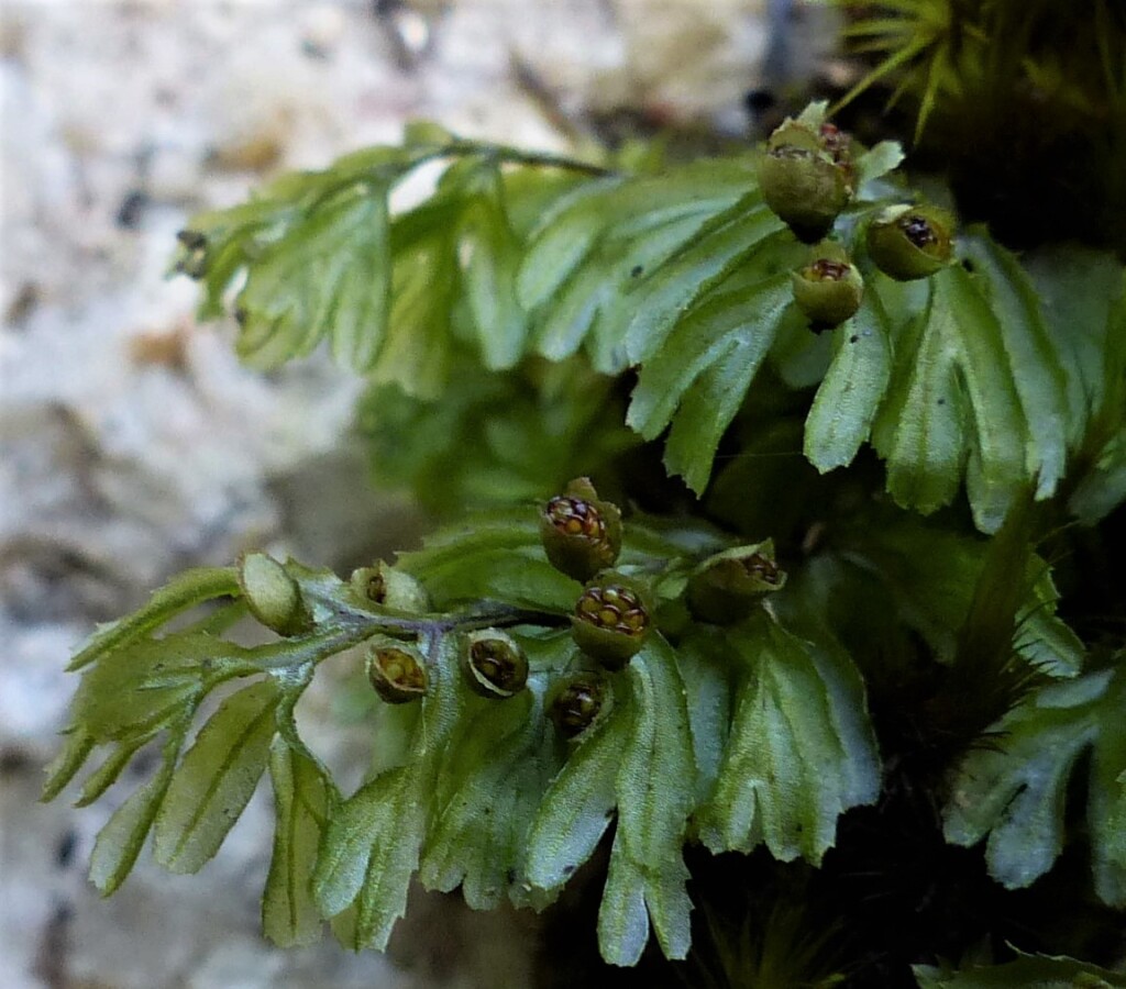 Hymenophyllum cupressiforme (hero image)