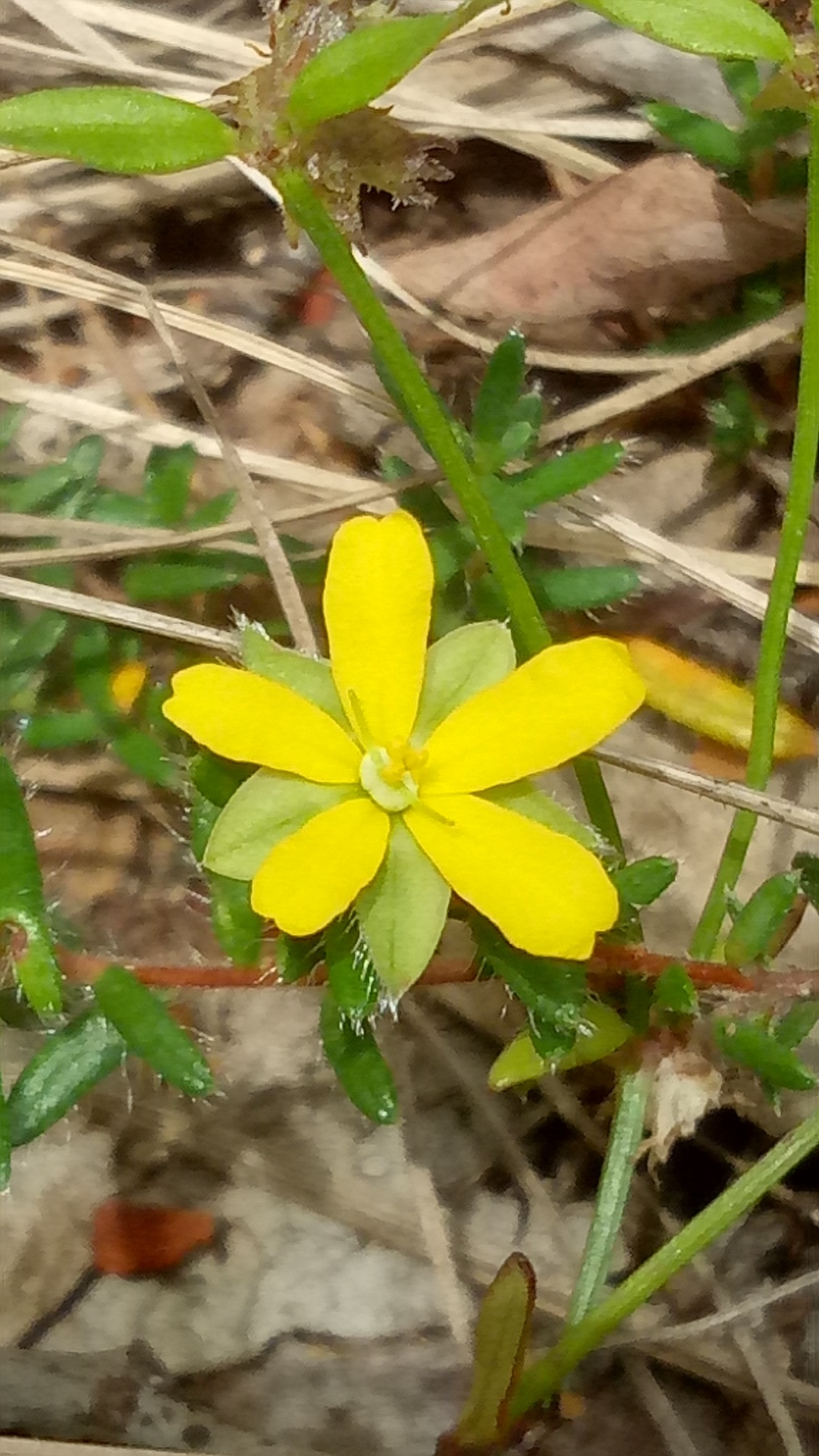 Hibbertia samaria (hero image)