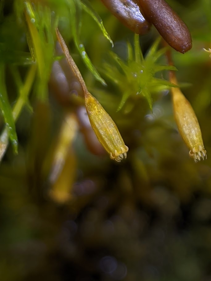 Lewinskya tasmanica var. tasmanica (hero image)