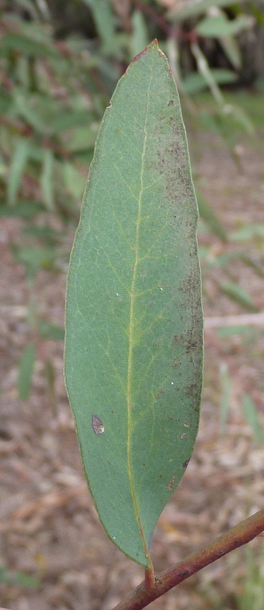 Eucalyptus mannifera subsp. mannifera (hero image)