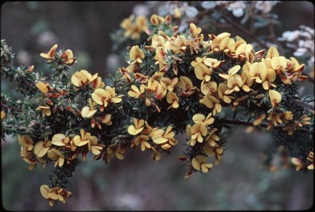 Pultenaea hispidula (hero image)