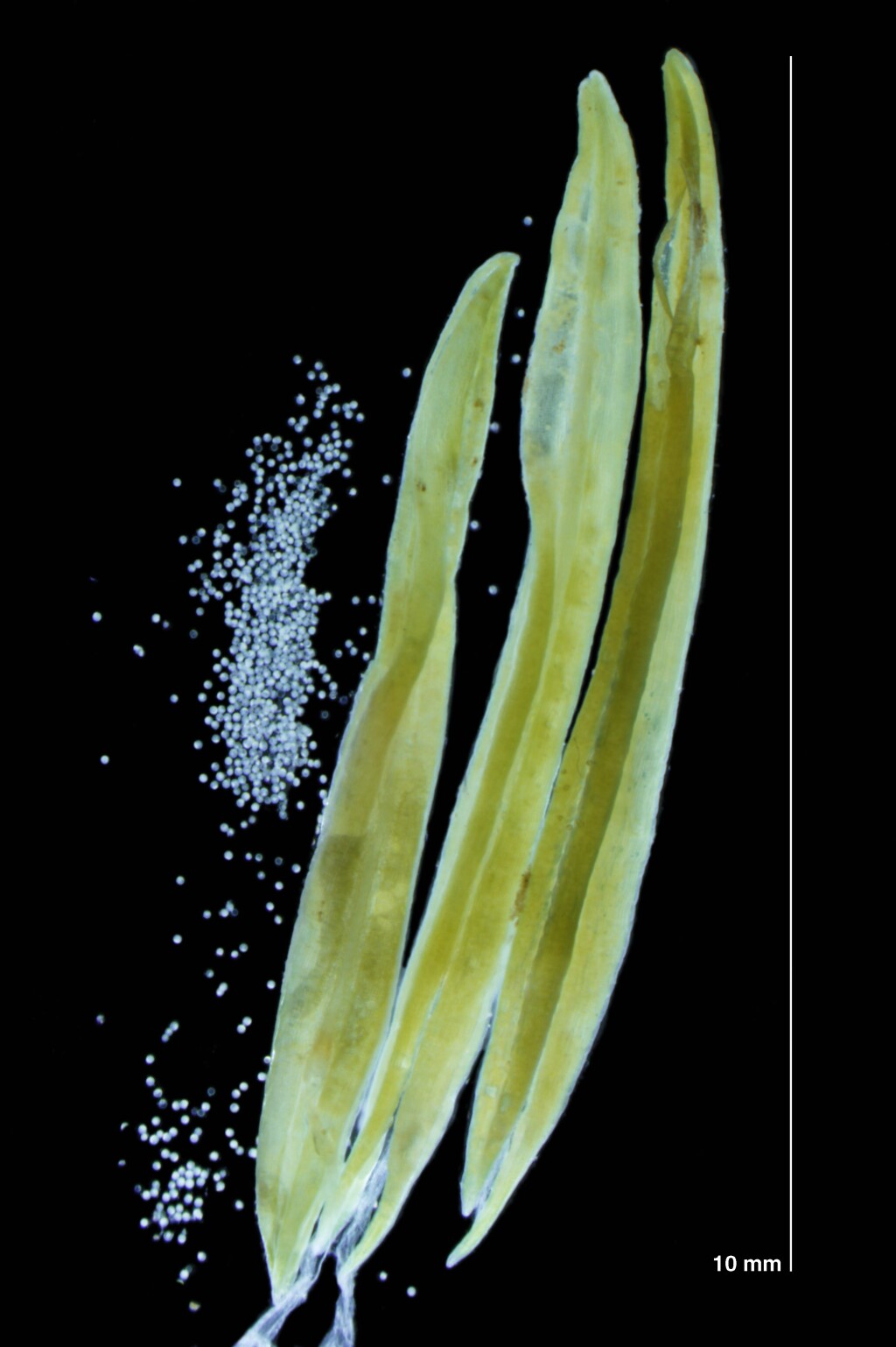Sporobolus anglicus (hero image)