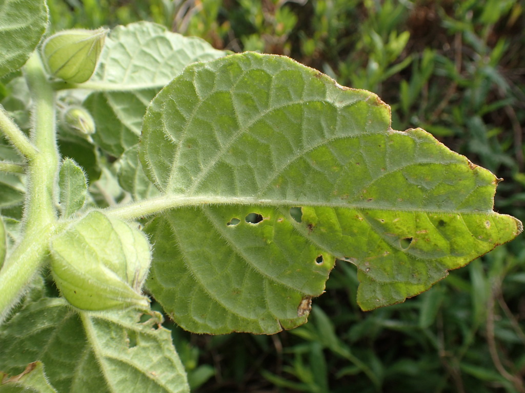 Physalis peruviana (hero image)