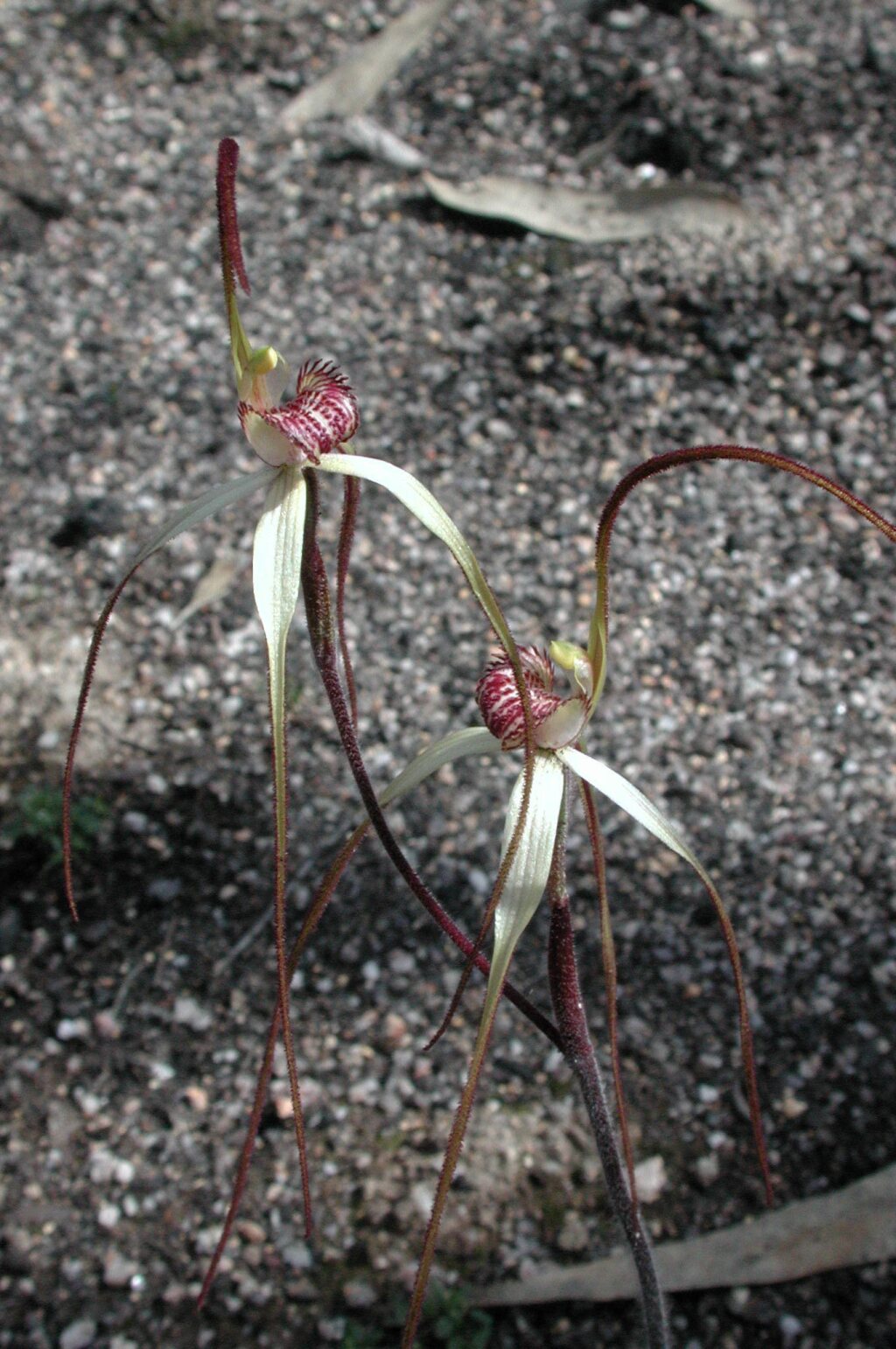 Caladenia pilotensis (hero image)