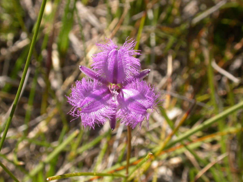 Thysanotus juncifolius (hero image)