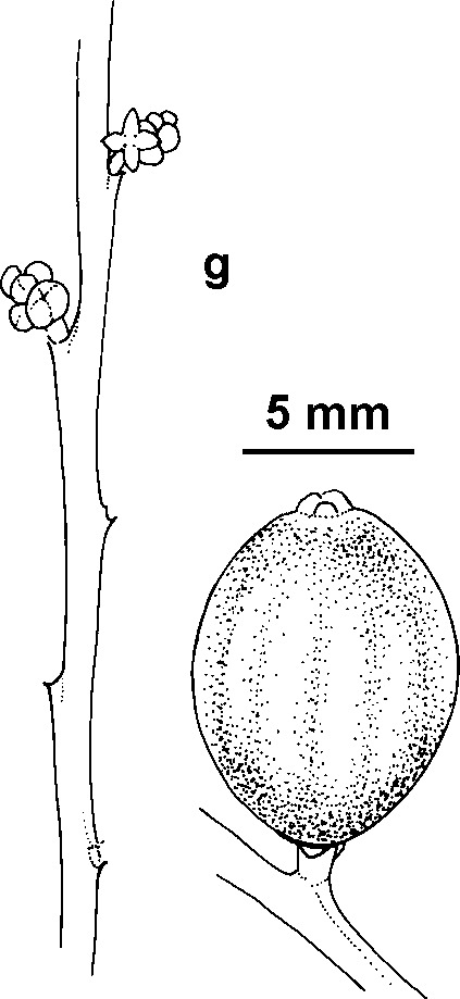 Exocarpos acerbus (hero image)