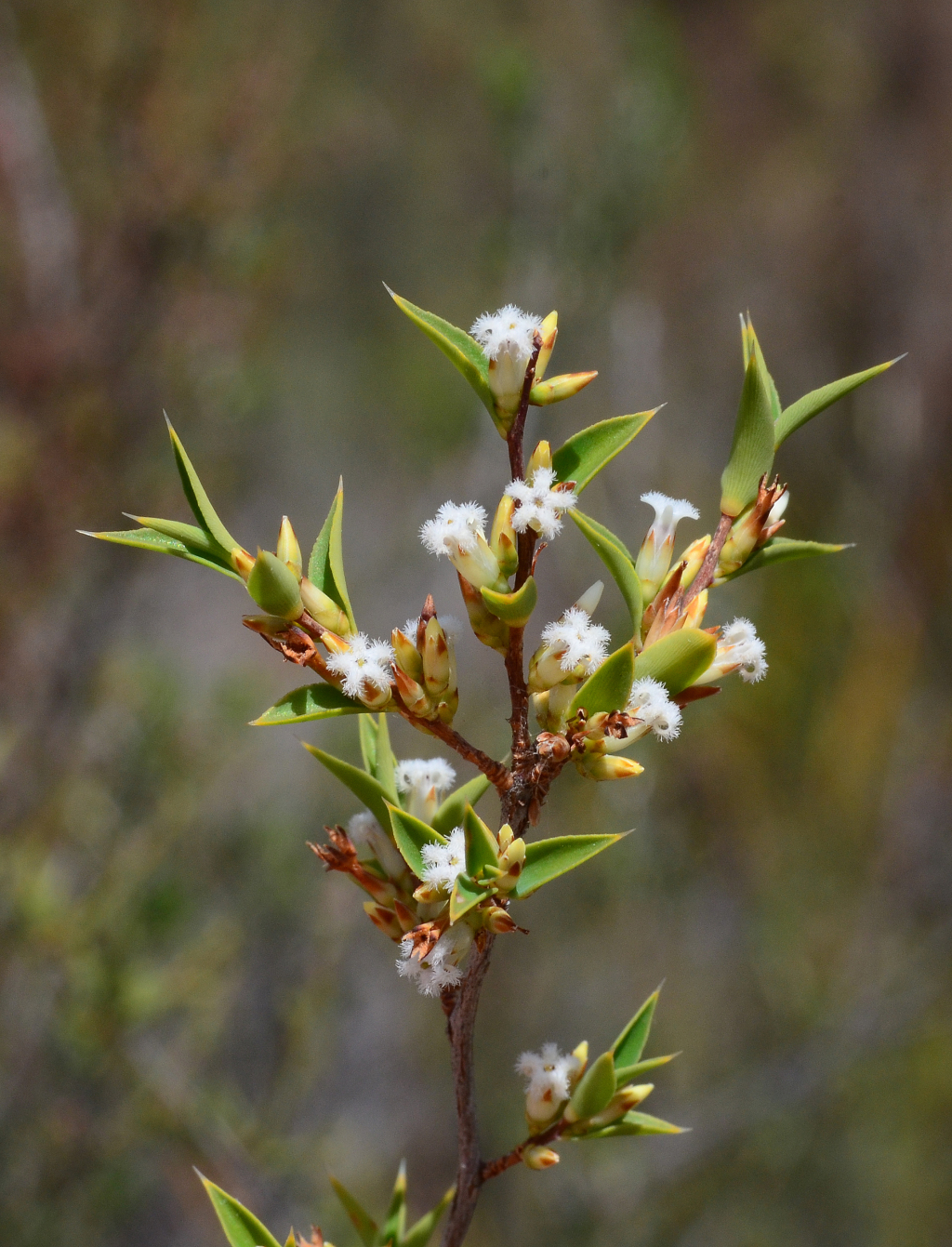 Styphelia rufa (hero image)