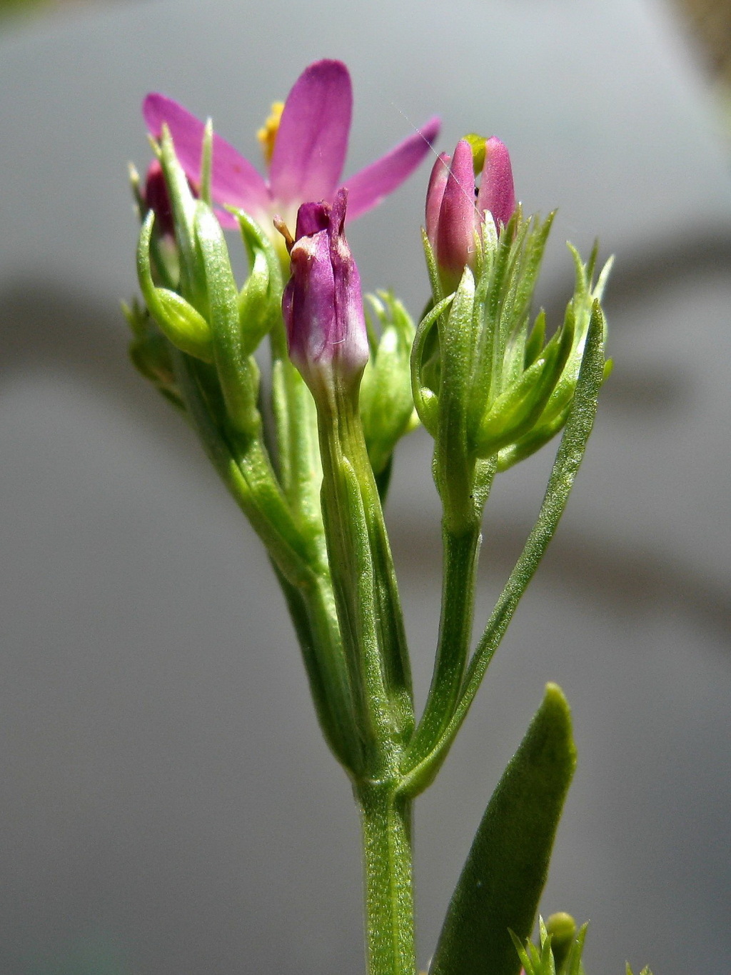 Centaurium tenuiflorum (hero image)